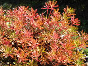 Phedimus sichotensis